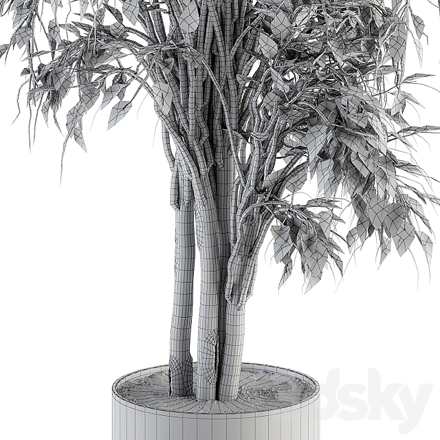 indoor Plant Set 266 – Ficus Benjamin Plant in pot 3DSMax File - thumbnail 6