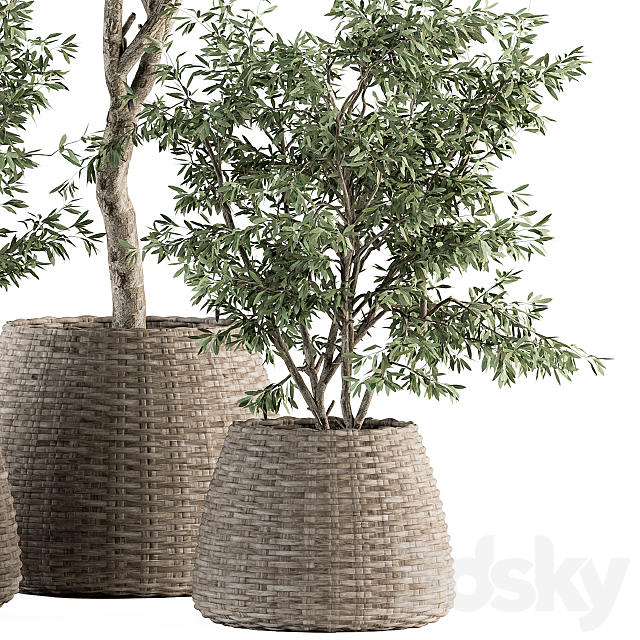 indoor Plant Set 275 – Olive Plants Set in pot 3DS Max Model - thumbnail 3