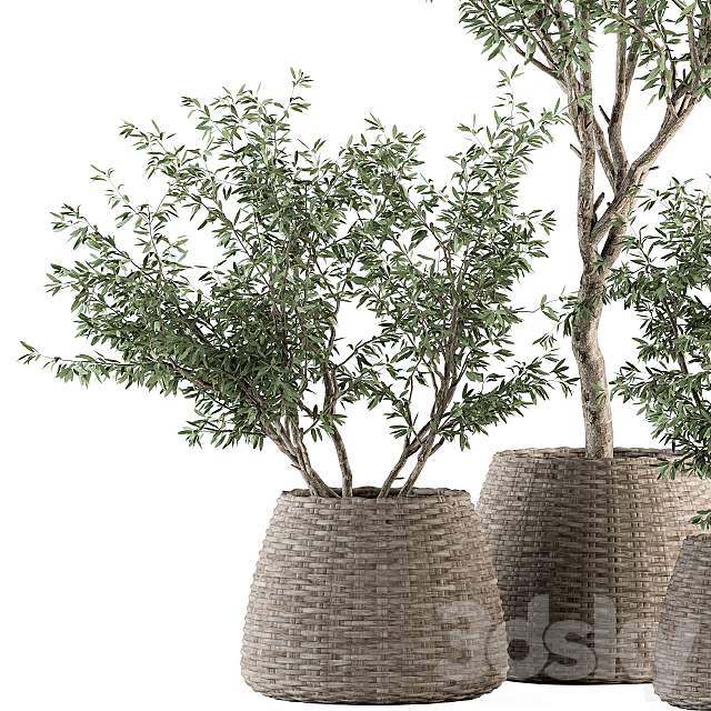 indoor Plant Set 275 – Olive Plants Set in pot 3DS Max Model - thumbnail 4