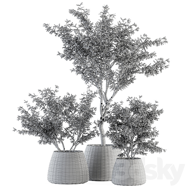 indoor Plant Set 275 – Olive Plants Set in pot 3DS Max Model - thumbnail 5