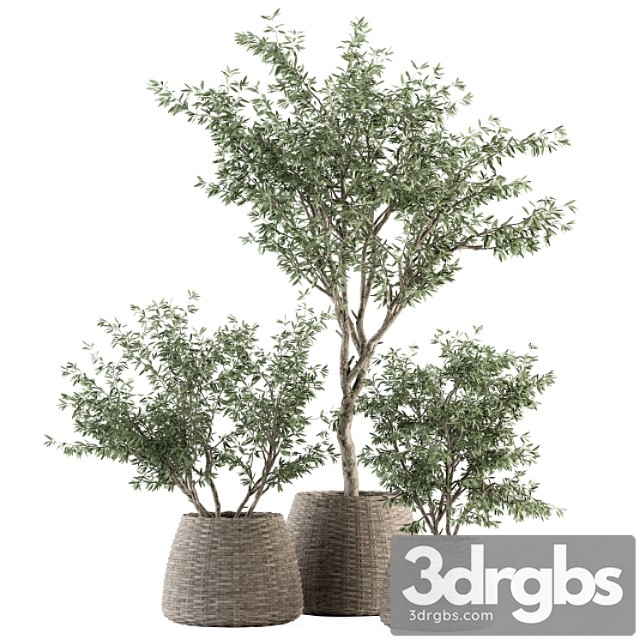 Indoor plant set 275 – olive plants set in pot - thumbnail 1