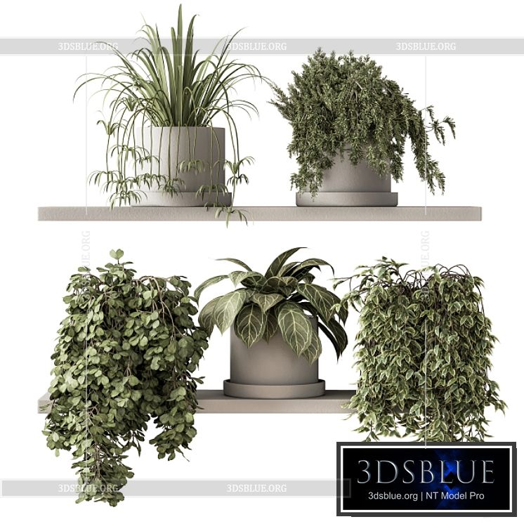 indoor Plant Set 281 – Plant pot on shelves 3DS Max - thumbnail 3