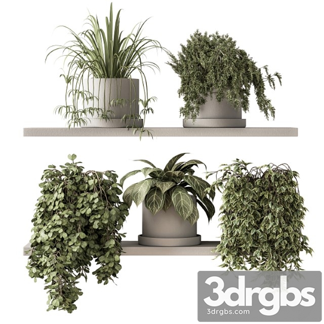 Indoor plant set 281 – plant pot on shelves - thumbnail 1