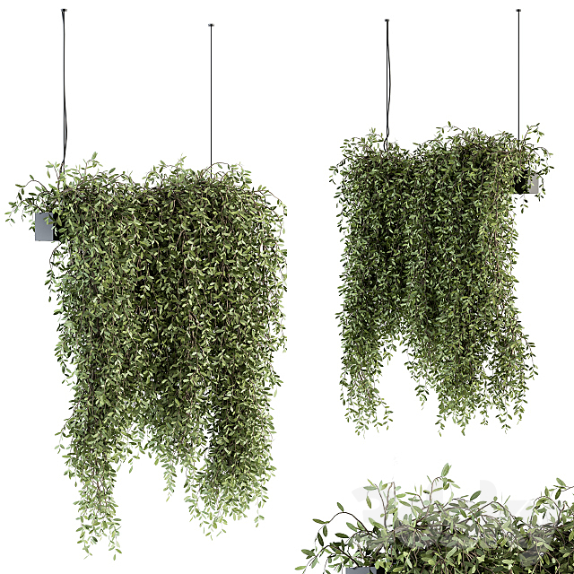 indoor Plant Set 287 – Hanging Plants 3ds Max - thumbnail 1