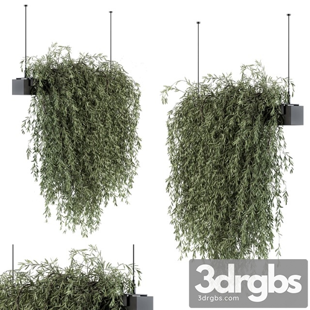 Indoor plant set 288 – hanging plants - thumbnail 1