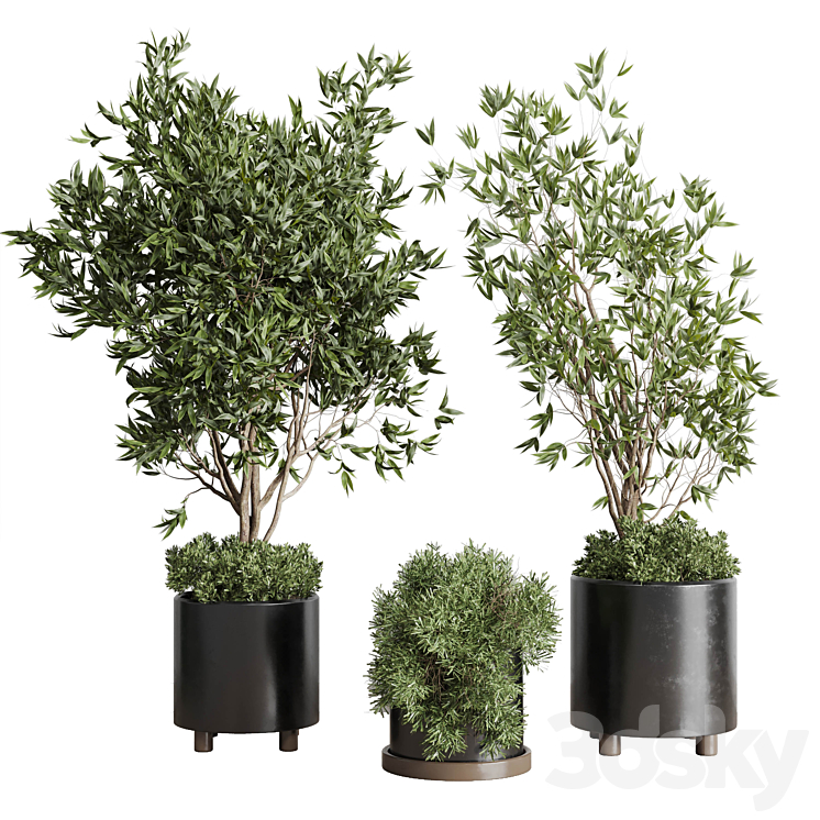 Indoor plant set 298 concrete vase plant tree bush pot 3DS Max - thumbnail 2