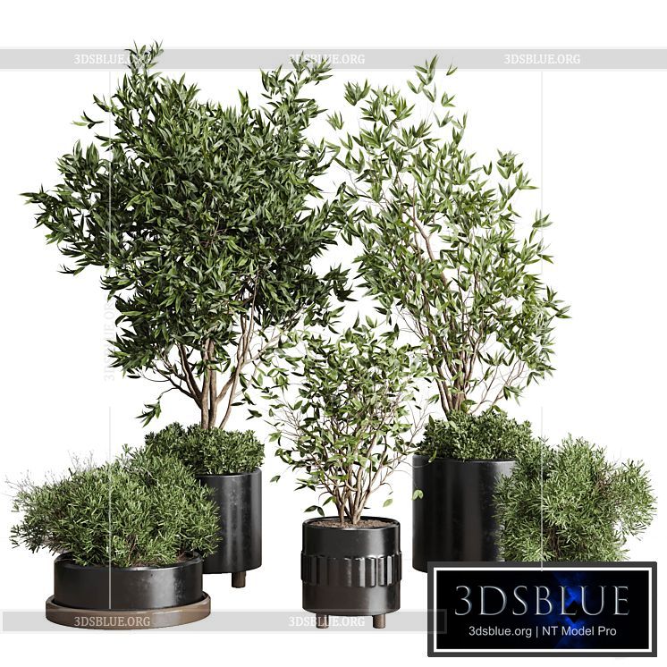 Indoor plant set 298 concrete vase plant tree bush pot 3DS Max - thumbnail 3