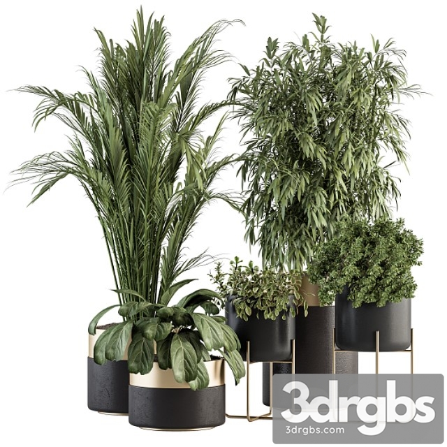 Indoor plant set 298 – plant set in black and gold pot - thumbnail 1