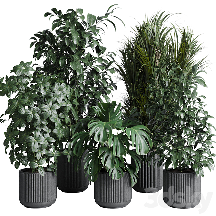 indoor plant set 308 pot palm ficus rubbery monstera concrete dirt vase 3DS Max Model - thumbnail 1