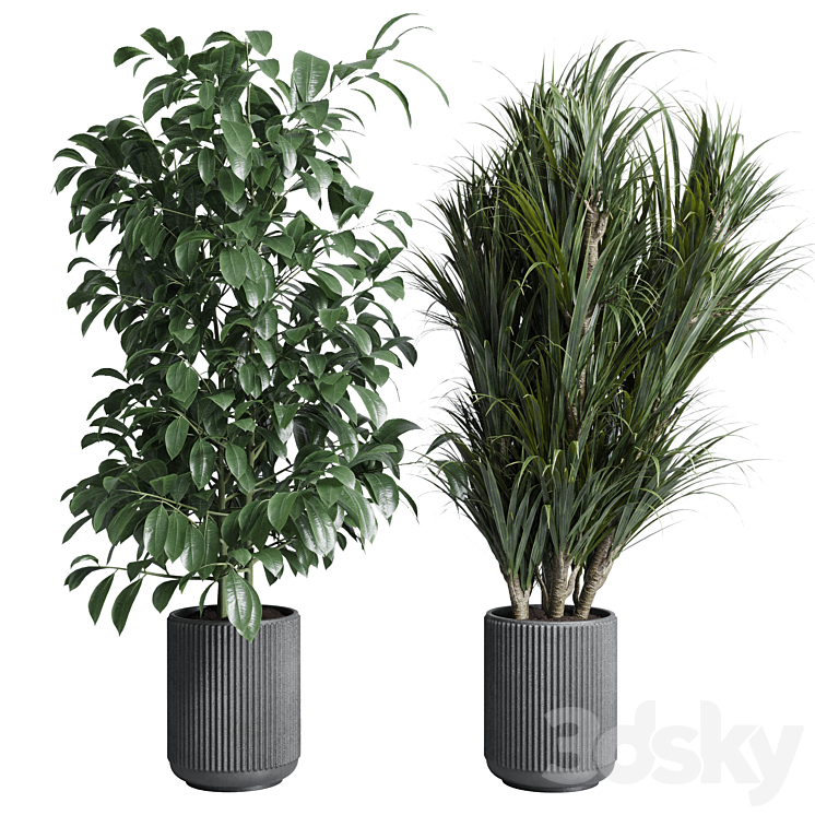 indoor plant set 308 pot palm ficus rubbery monstera concrete dirt vase 3DS Max Model - thumbnail 2