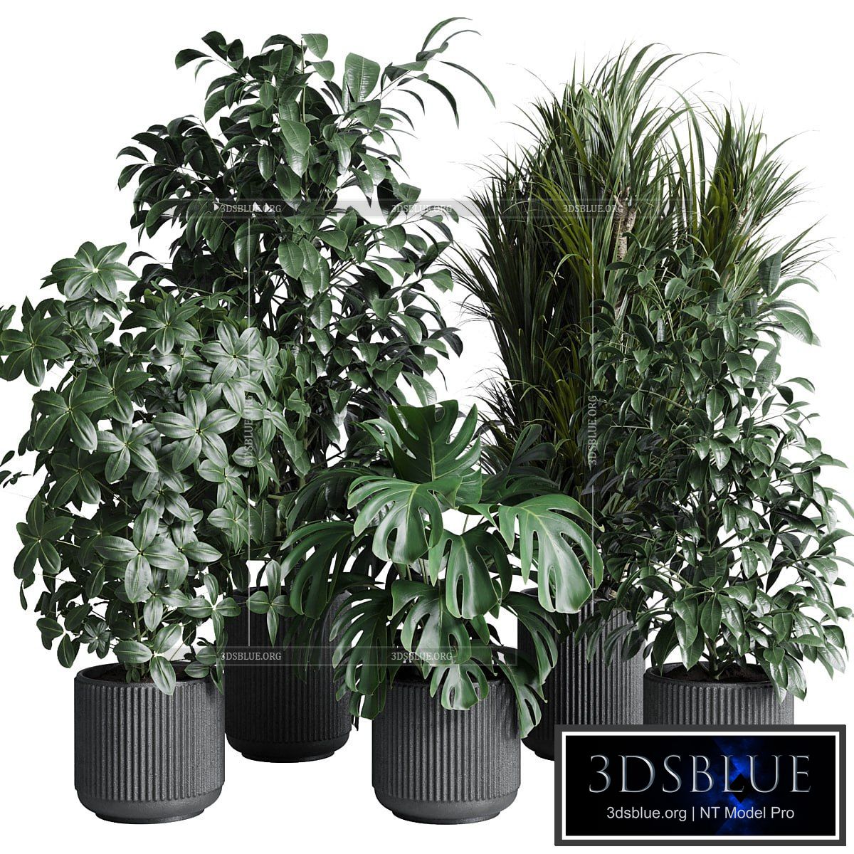 indoor plant set 308 pot palm ficus rubbery monstera concrete dirt vase 3DS Max - thumbnail 3