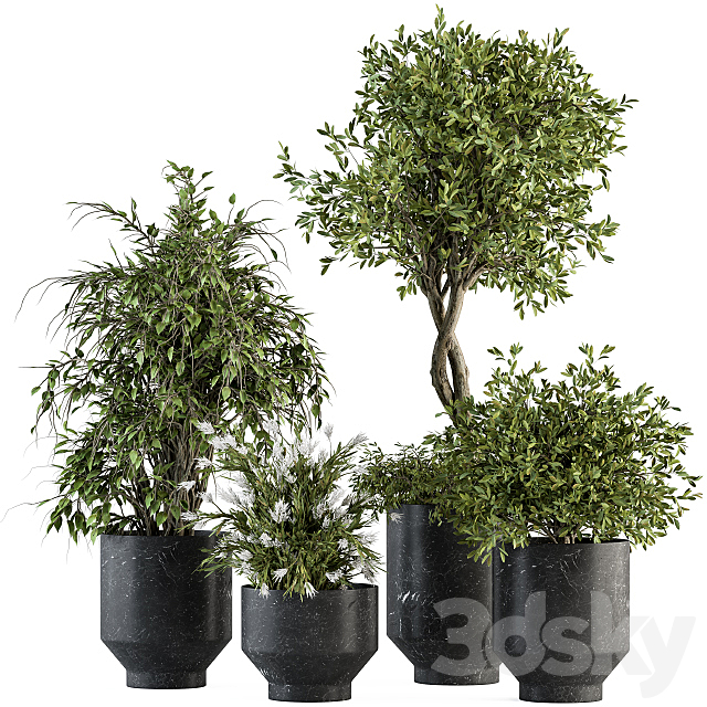 indoor Plant Set 308 – Tree and Plant Set in Black pot 3DSMax File - thumbnail 1