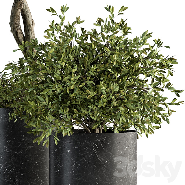 indoor Plant Set 308 – Tree and Plant Set in Black pot 3DSMax File - thumbnail 2