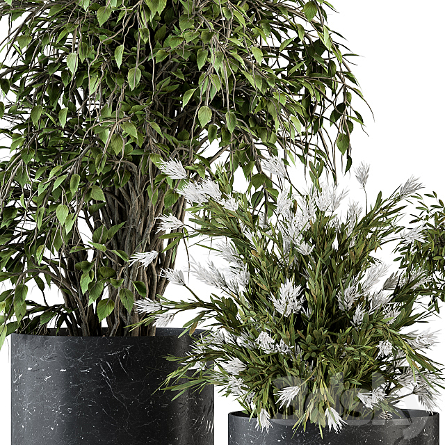 indoor Plant Set 308 – Tree and Plant Set in Black pot 3DSMax File - thumbnail 3