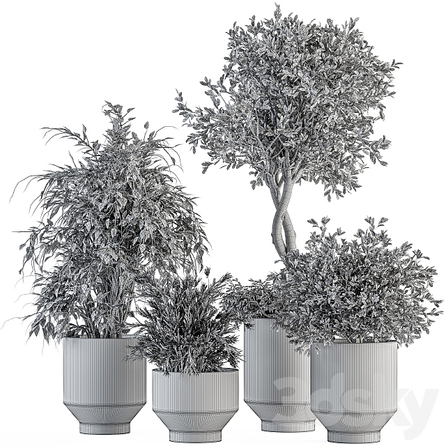 indoor Plant Set 308 – Tree and Plant Set in Black pot 3DSMax File - thumbnail 5