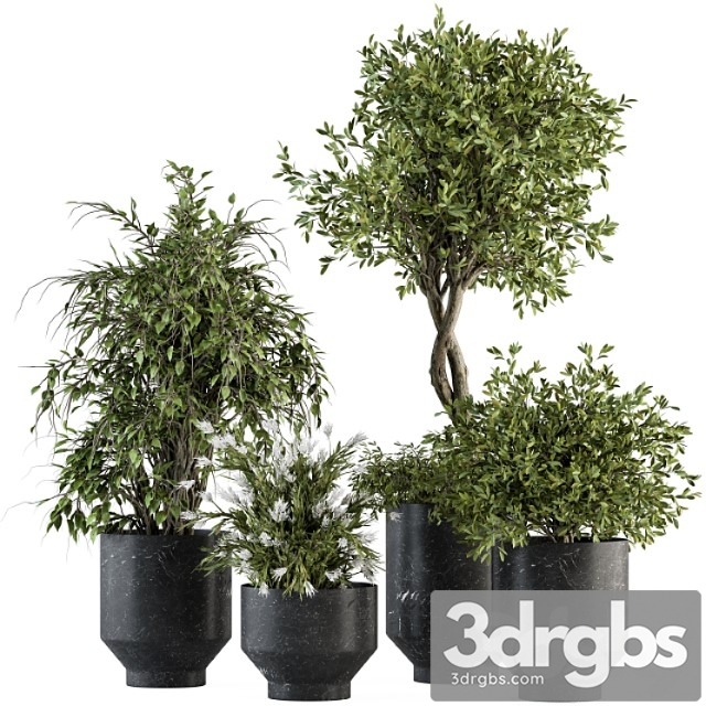 Indoor plant set 308 – tree and plant set in black pot - thumbnail 1