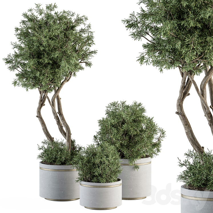 indoor Plant Set 309 – Needle Tree and Bush Set in pot 3DS Max - thumbnail 1