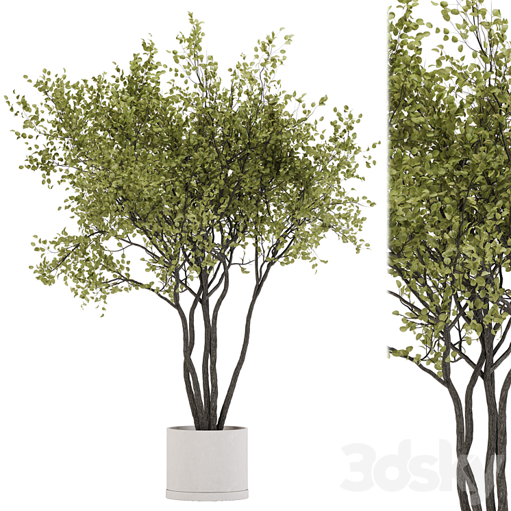 indoor plant set 31 3DS Max Model - thumbnail 1