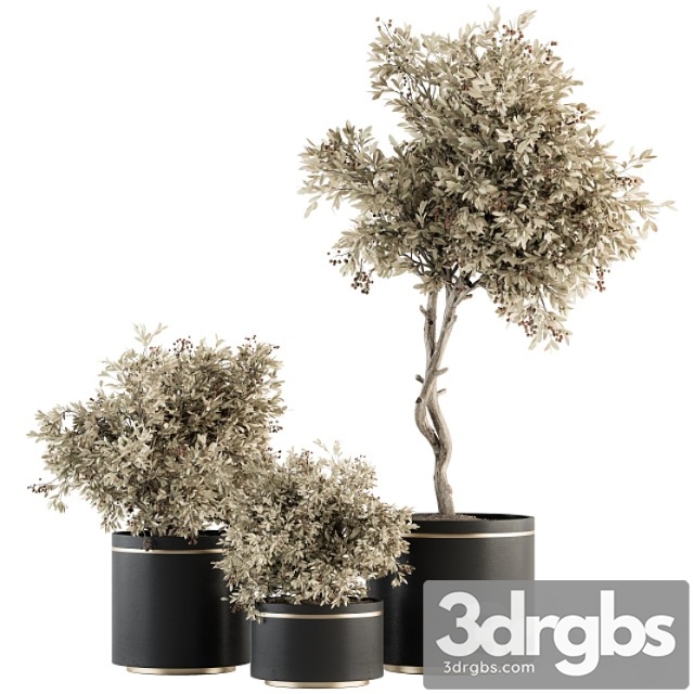 Indoor plant set 310 – tree and plant set in black pot - thumbnail 1