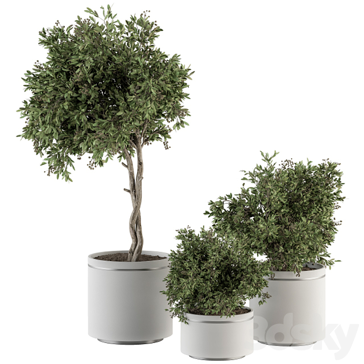 indoor Plant Set 311 – Tree and Plant Set in Black pot 3DS Max - thumbnail 1