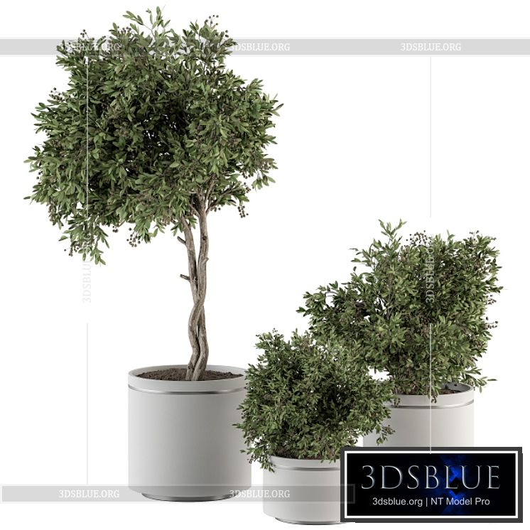 indoor Plant Set 311 – Tree and Plant Set in Black pot 3DS Max - thumbnail 3