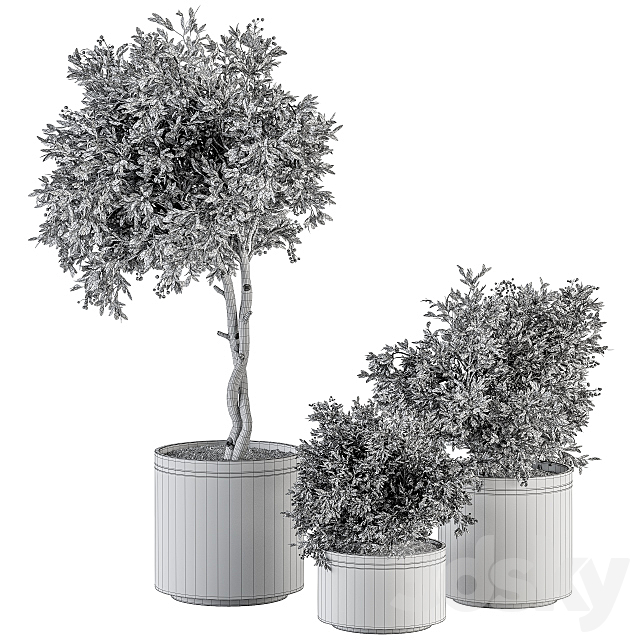 indoor Plant Set 311 – Tree and Plant Set in Black pot 3DS Max Model - thumbnail 4