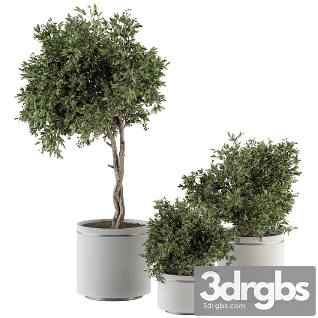 Indoor plant set 311 – tree and plant set in black pot - thumbnail 1