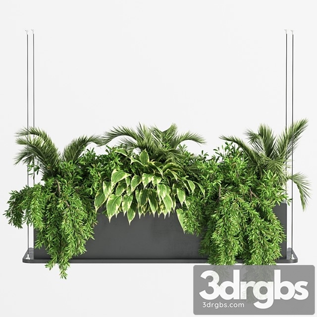 Indoor Plant Set 32  (hanging Plants) - thumbnail 1