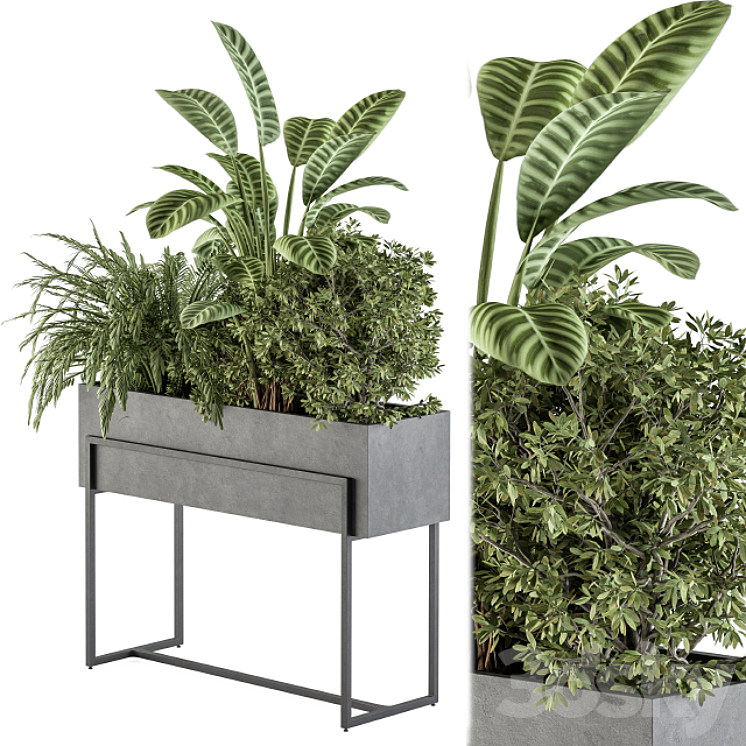 indoor Plant Set 321 – Plant Set in Black Box 3DS Max Model - thumbnail 1