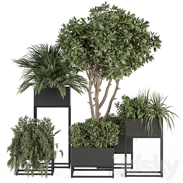 indoor Plant Set 327 – Plant Set in Black Box 3ds Max - thumbnail 1