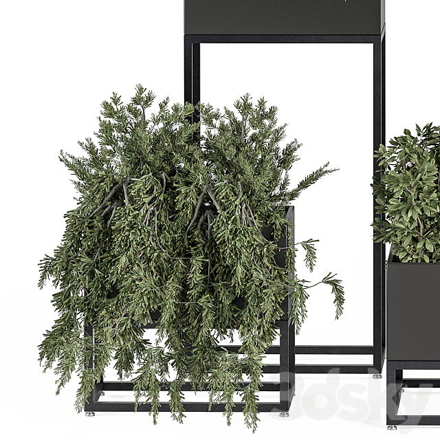 indoor Plant Set 327 – Plant Set in Black Box 3ds Max - thumbnail 2