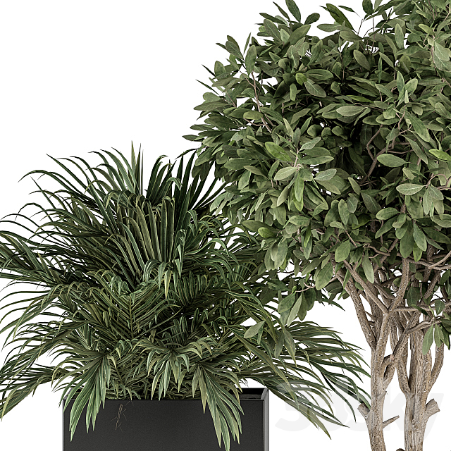 indoor Plant Set 327 – Plant Set in Black Box 3ds Max - thumbnail 3