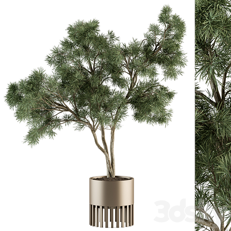 indoor Plant Set 337 – Tree in Gold pot 3DS Max Model - thumbnail 3