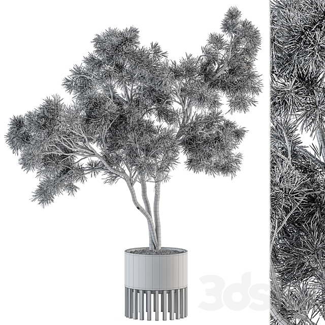 indoor Plant Set 337 – Tree in Gold pot 3DSMax File - thumbnail 4