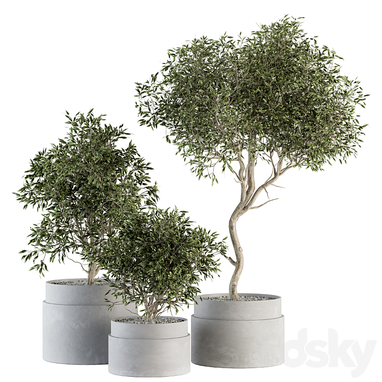 indoor Plant Set 340- Tree and Plant Set in pot 3DS Max Model - thumbnail 1