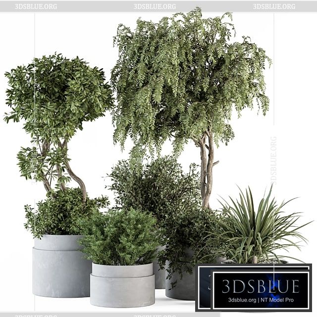 indoor Plant Set 341- Tree and Plant Set in Gray pot 3DS Max - thumbnail 3