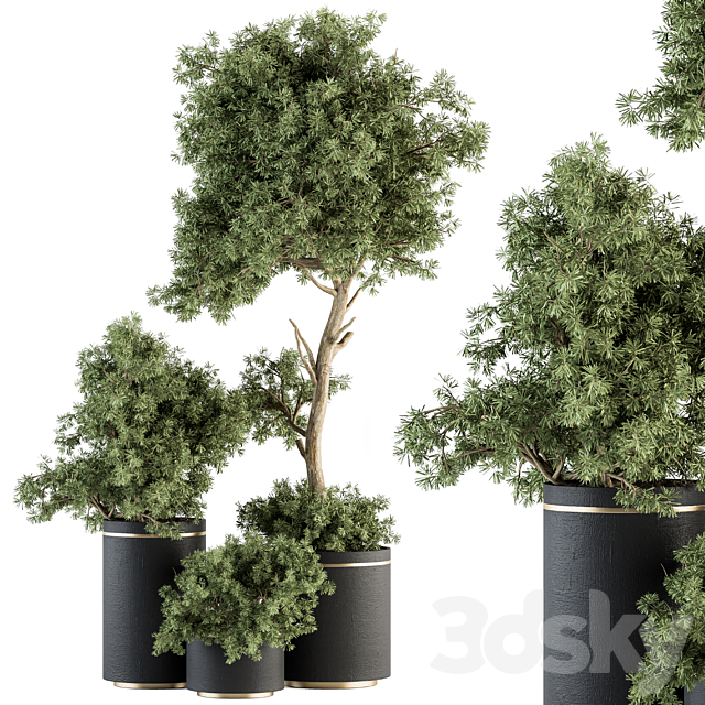 indoor Plant Set 344- Tree and Plant Set in pot 3ds Max - thumbnail 1