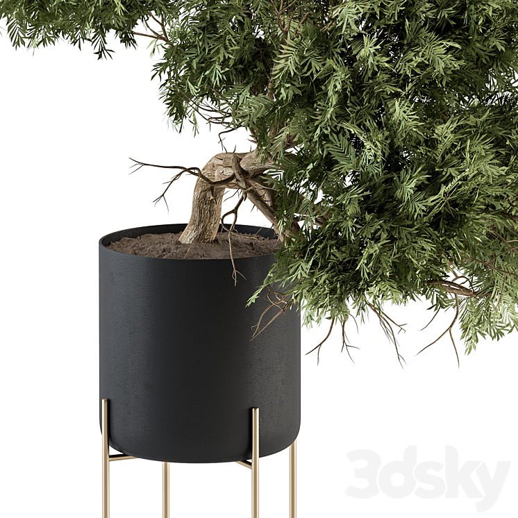 indoor Plant Set 345 – Tree in Black pot 3DS Max Model - thumbnail 2