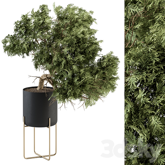 indoor Plant Set 345 – Tree in Black pot 3DSMax File - thumbnail 1