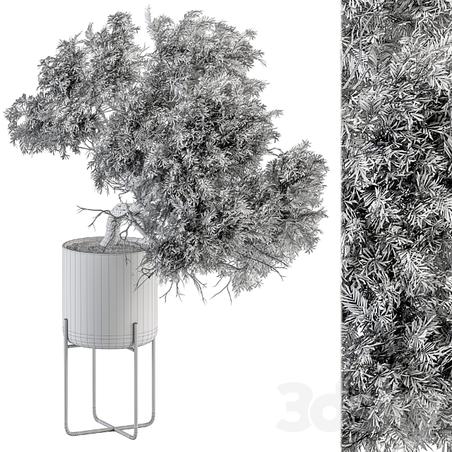 indoor Plant Set 345 – Tree in Black pot 3DSMax File - thumbnail 3