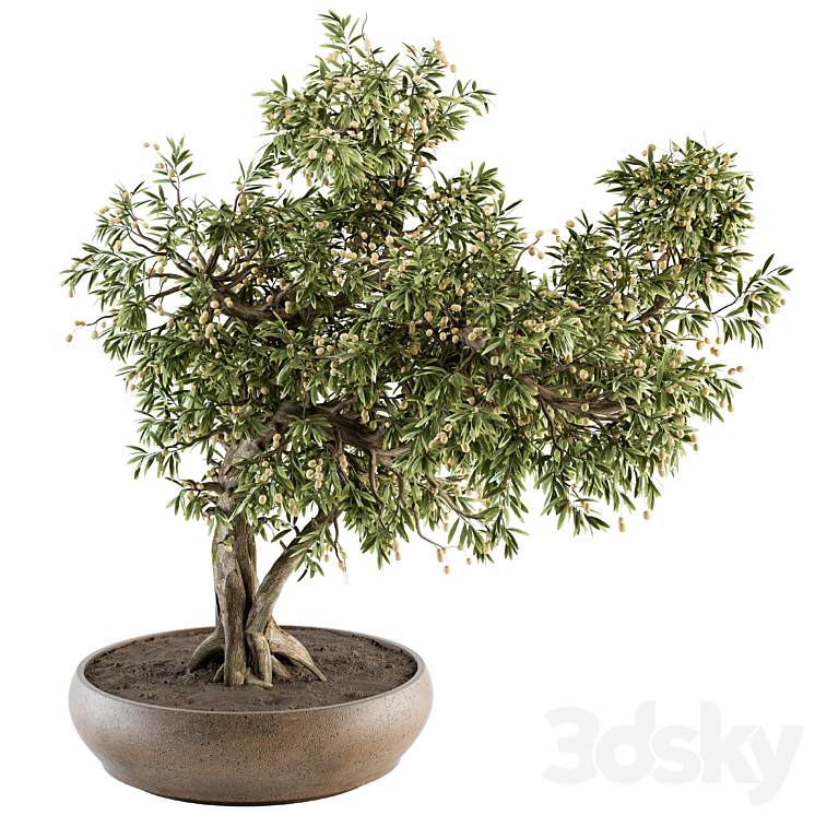 indoor Plant Set 347 – Bonsai Plant in pot 3DS Max Model - thumbnail 1