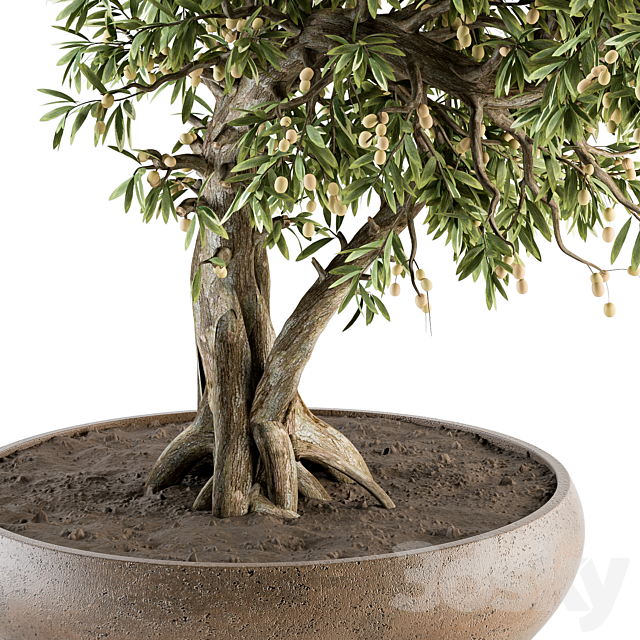 indoor Plant Set 347 – Bonsai Plant in pot 3DSMax File - thumbnail 3