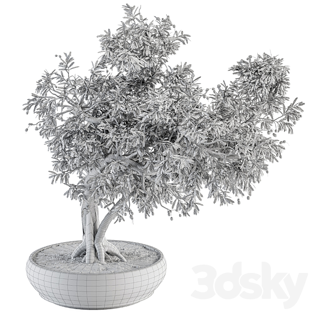 indoor Plant Set 347 – Bonsai Plant in pot 3DSMax File - thumbnail 4