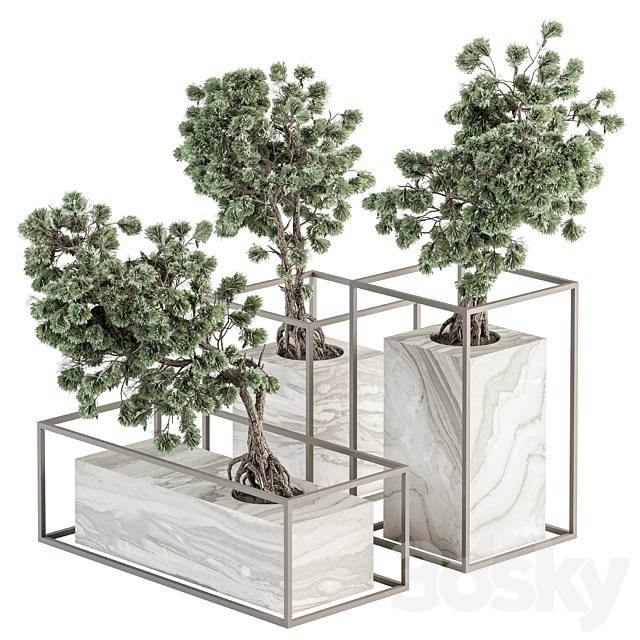 indoor Plant Set 358 – Bonsai Set Plant in pot 3DSMax File - thumbnail 1