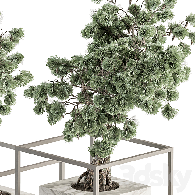 indoor Plant Set 358 – Bonsai Set Plant in pot 3DSMax File - thumbnail 3