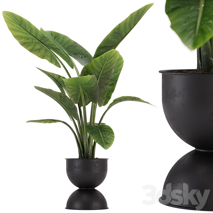 indoor plant set 36 3DS Max Model - thumbnail 1