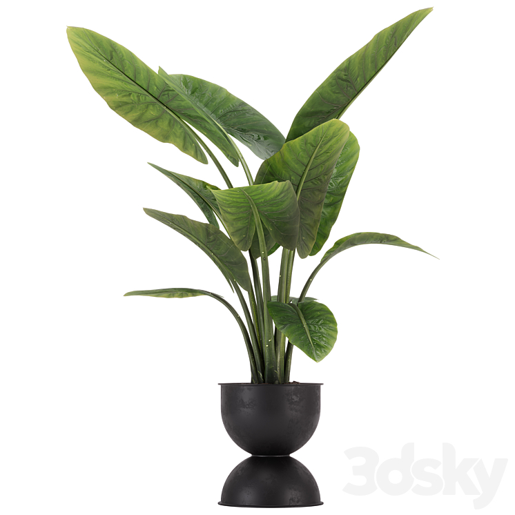 indoor plant set 36 3DS Max Model - thumbnail 2