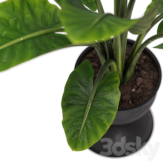 indoor plant set 36 3DS Max Model - thumbnail 3