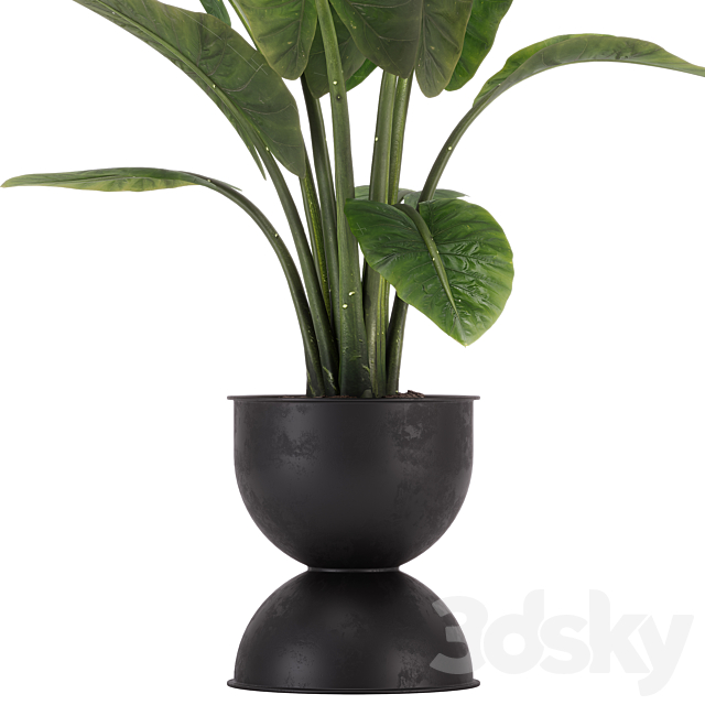 indoor plant set 36 3DS Max Model - thumbnail 4