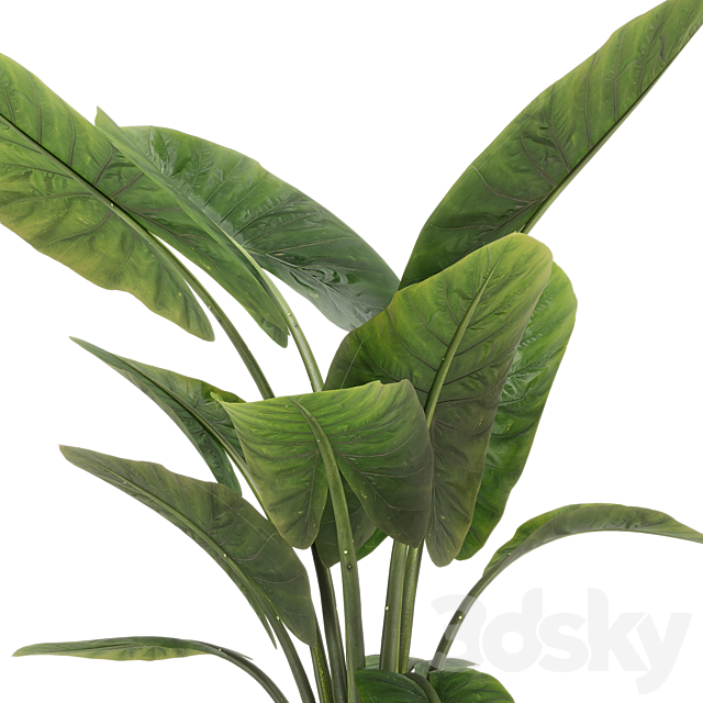 indoor plant set 36 3DS Max Model - thumbnail 5